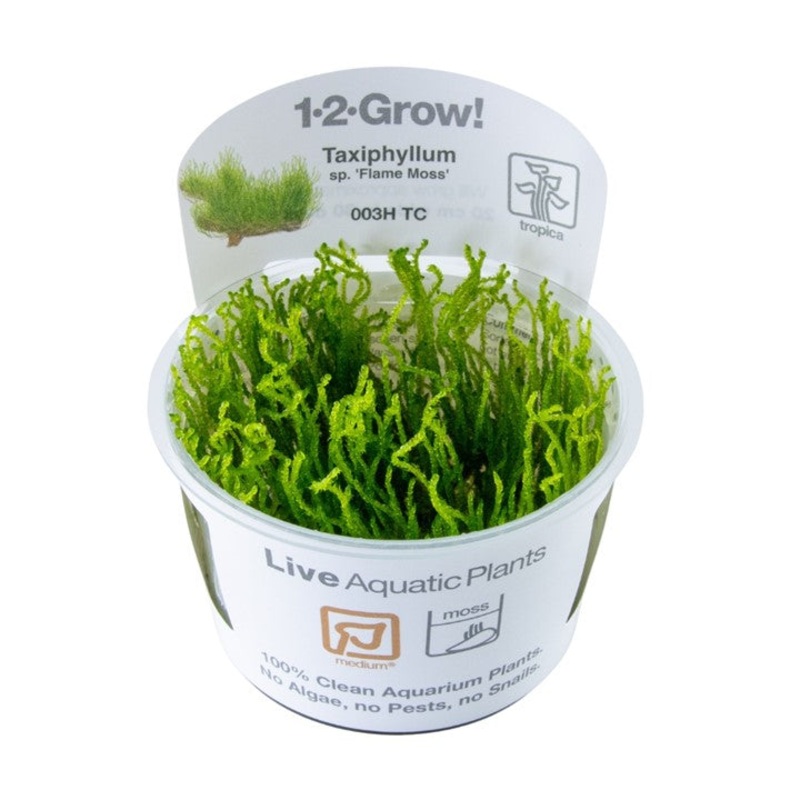 Tropica 1-2 Grow Taxiphyllum Flame Moss