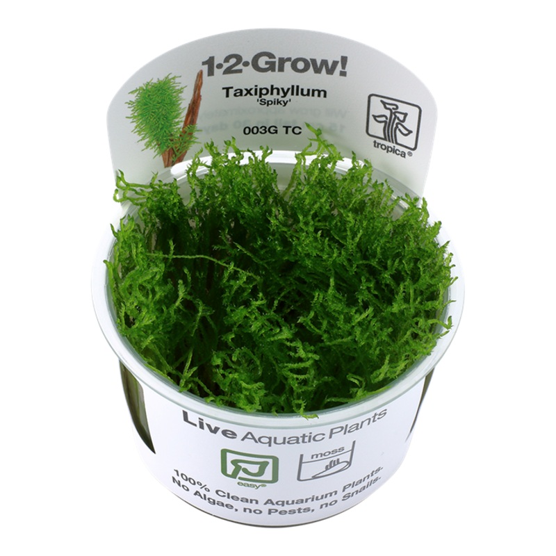 Tropica 1-2 Grow Taxiphyllum Spiky Moss