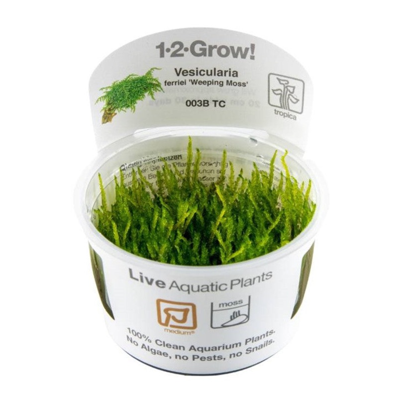 Tropica 1-2 Grow Vesicularia ferriei (Weeping Moss)