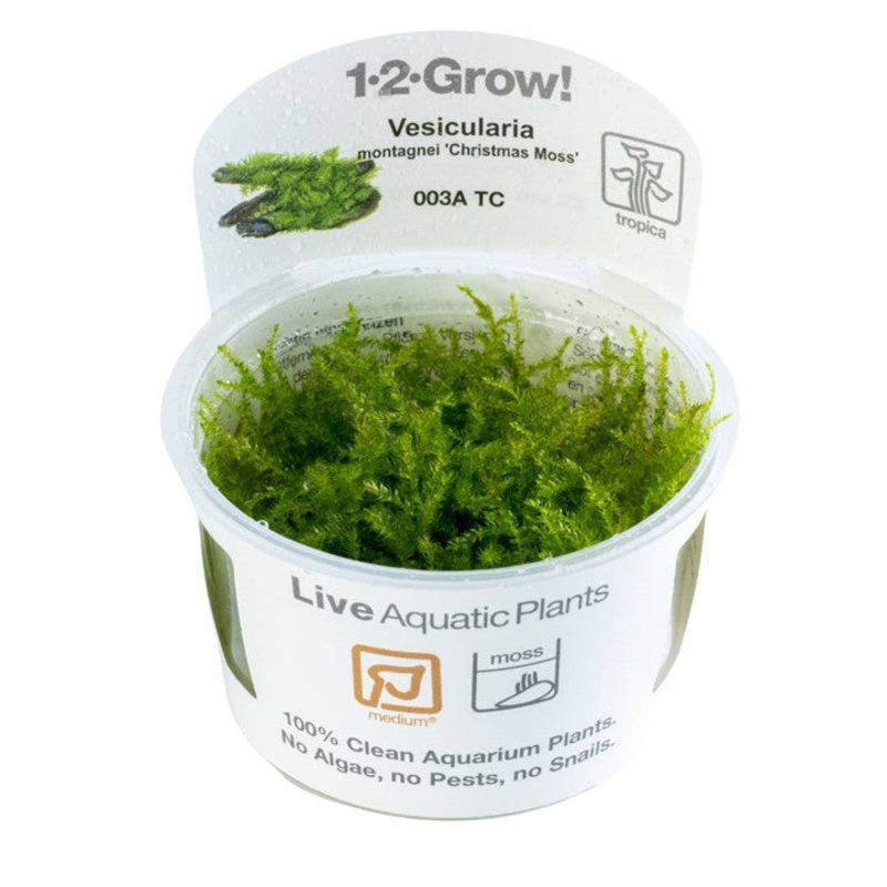 Tropica 1-2 Grow vesicularia montagnei (Christmas moss)
