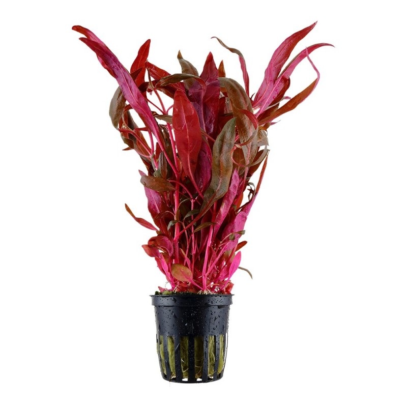 Tropica Alternanthera Reineckii Pink
