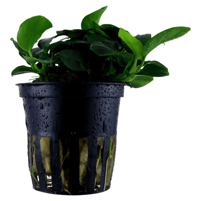 Tropica Anubias Barteri 'Petite'