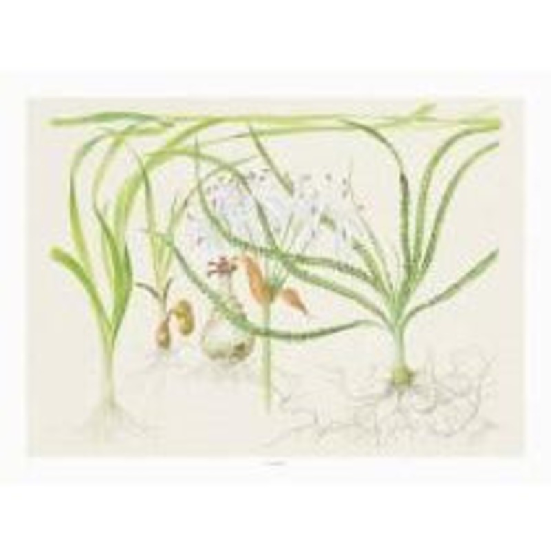 Tropica Art Poster (Crinum)
