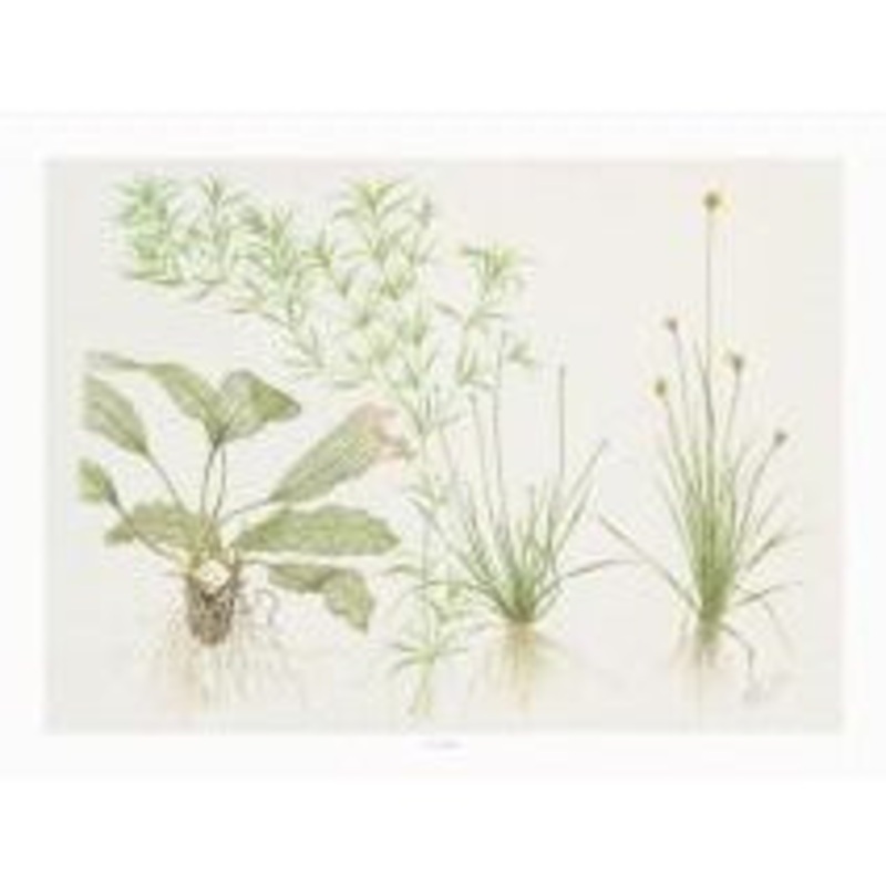 Tropica Art Poster (Madagascariensis)