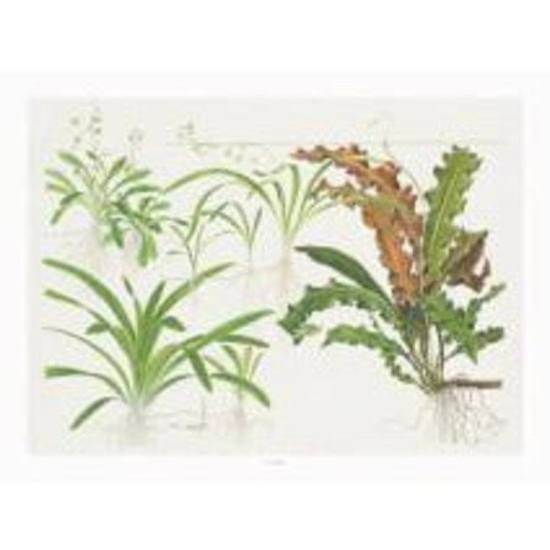 Tropica Art poster (Sagittaria)