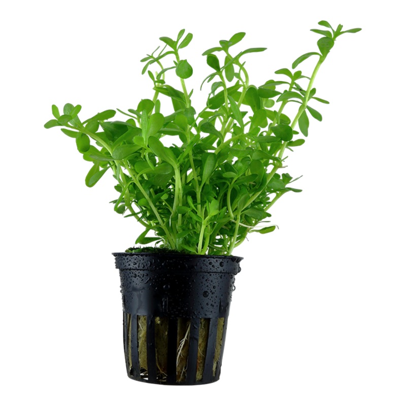 Tropica Bacopa 'compact'