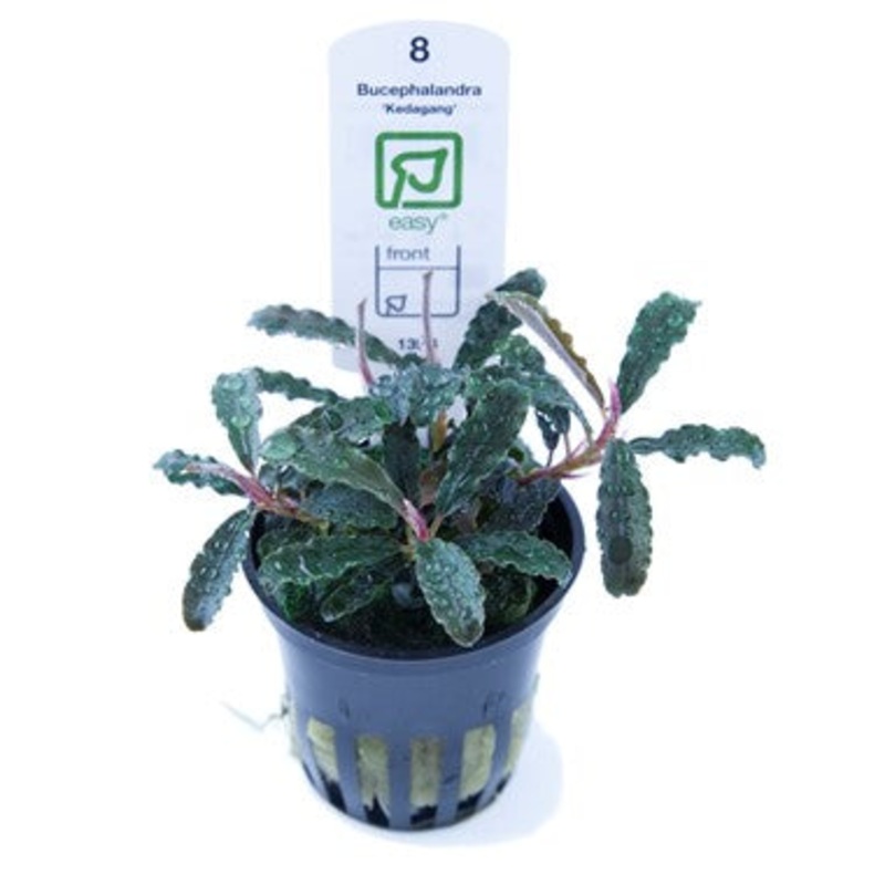 Tropica Bucephalandra Kedagang