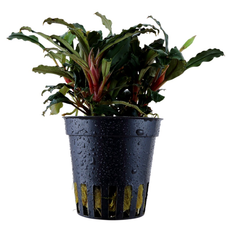 Tropica Bucephalandra Red