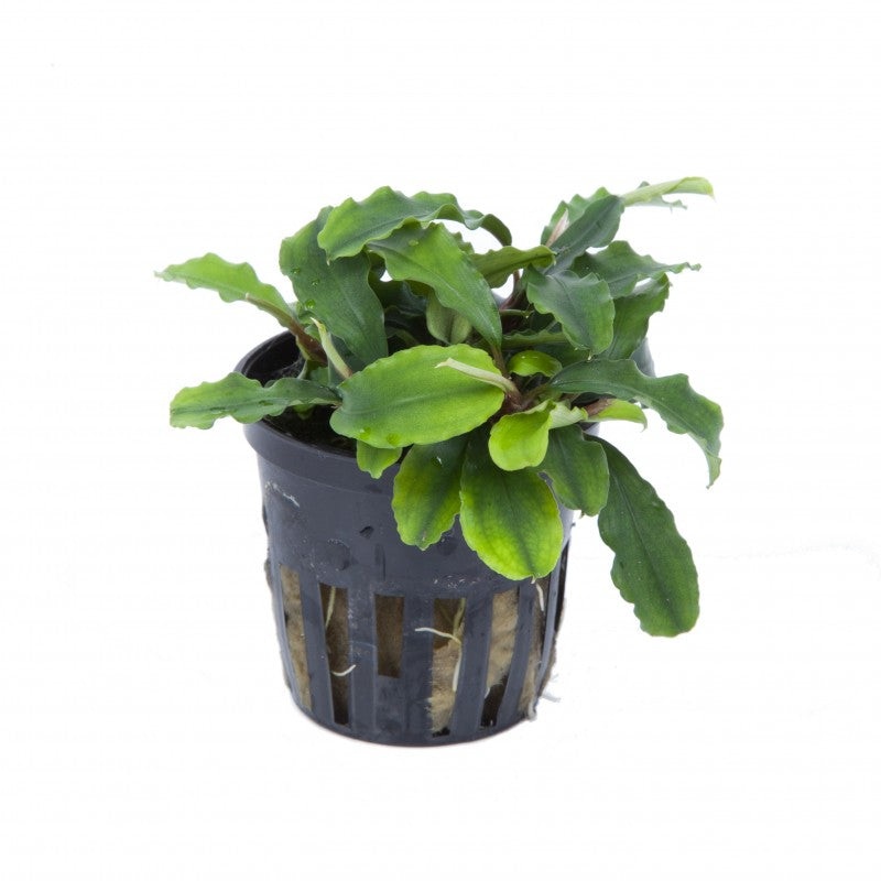 Tropica Bucephalandra Wavy Green 'bukit kelam'
