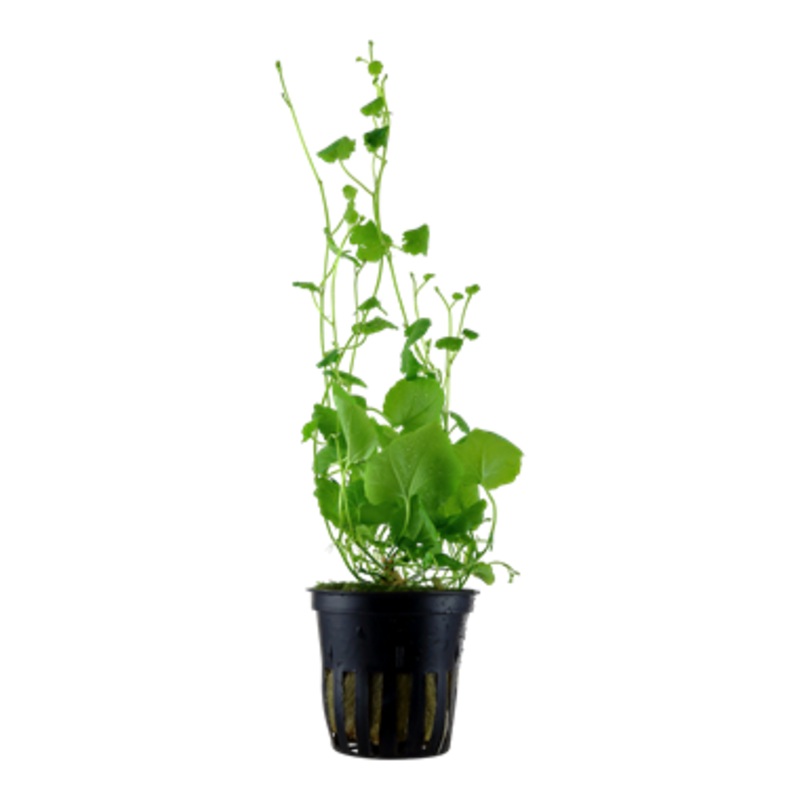Tropica Cardamine Lyrata