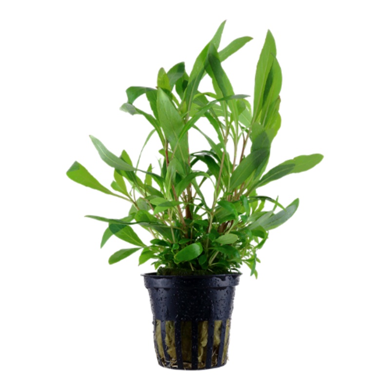 Tropica Hygrophila corymbosa 'Siamensis 53B