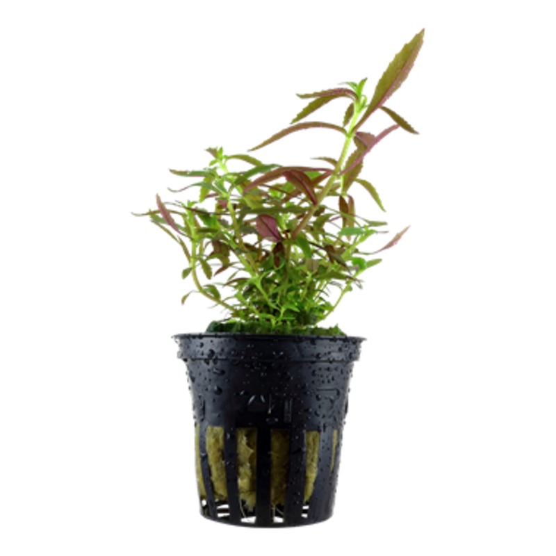 Tropica Limnophila hippuroides