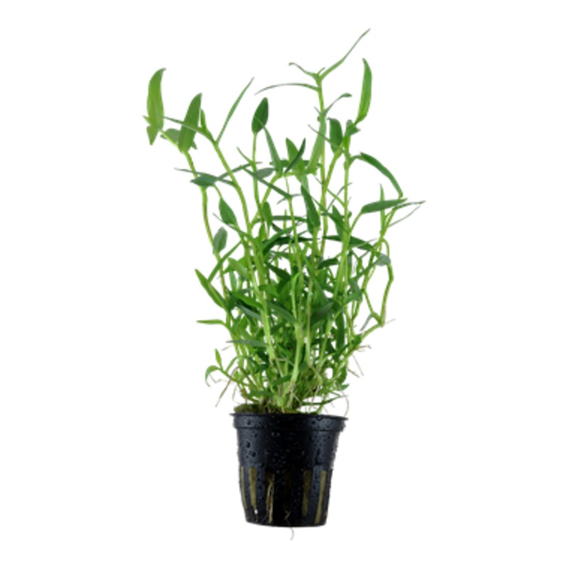 Tropica Murdannia Keisak