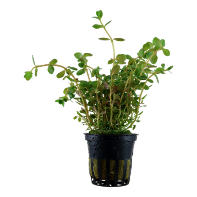 Tropica Rotala Rotundifolia