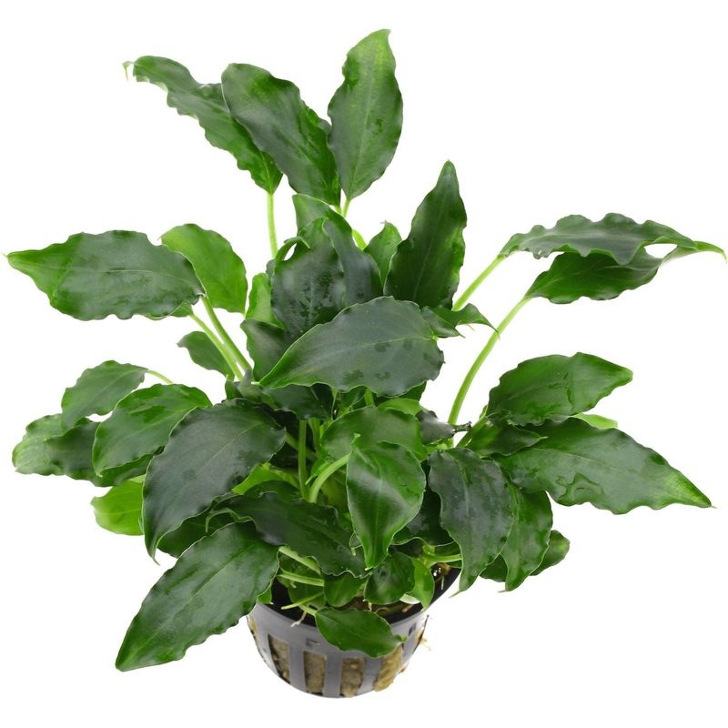 Aquafleur Schismatoglottis prietoi