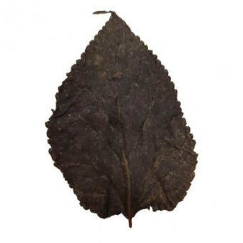 Mulberry Leaves