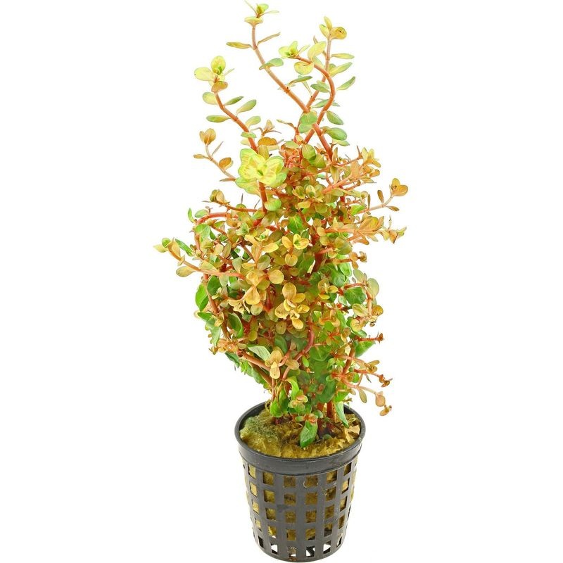Rotala Orange Juice