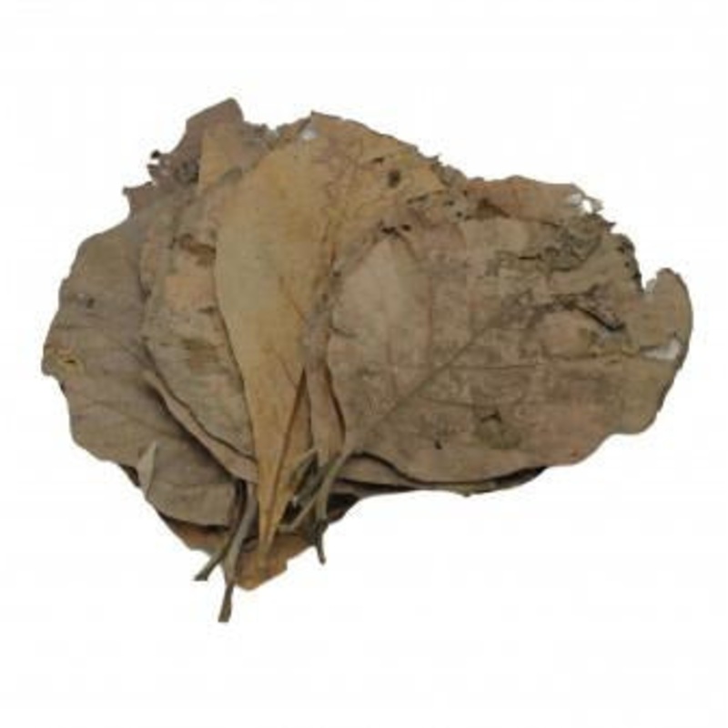 Teak Leaves