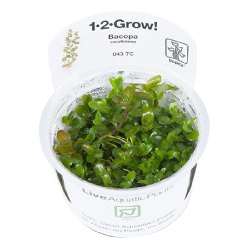 Tropica 1-2 Grow Bacopa caroliniana