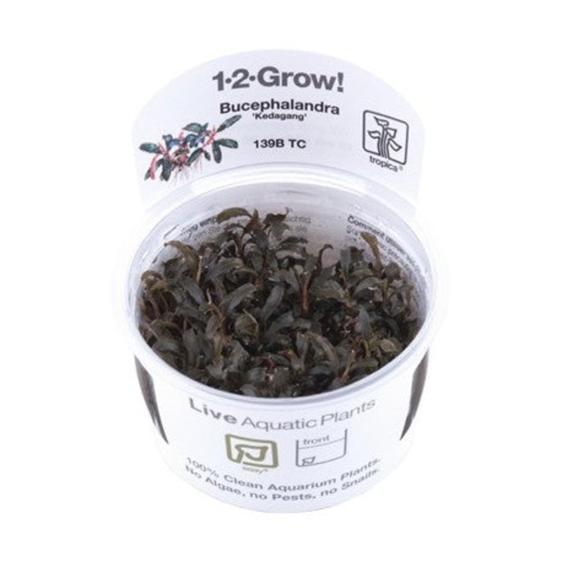 Tropica 1-2 Grow Bucephalandra Kedagang
