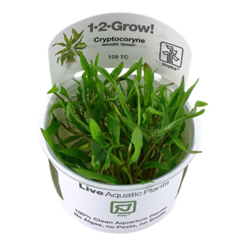 Tropica 1-2 Grow Cryptocoryne wendtii green