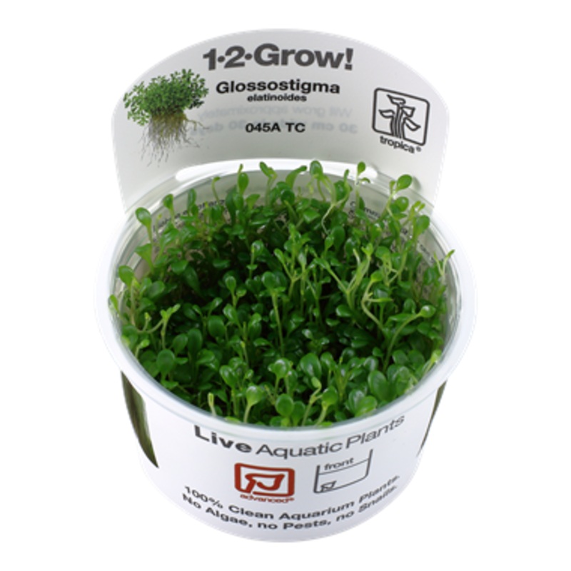 Tropica 1-2 Grow Glossostigma elatinoides