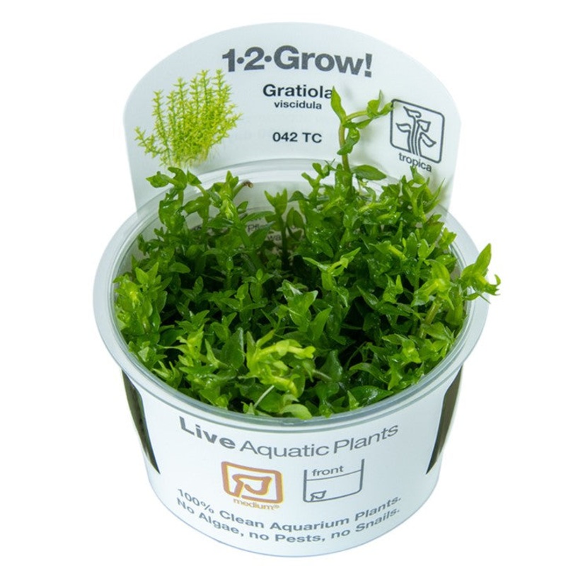 Tropica 1-2 Grow Gratiola viscidula