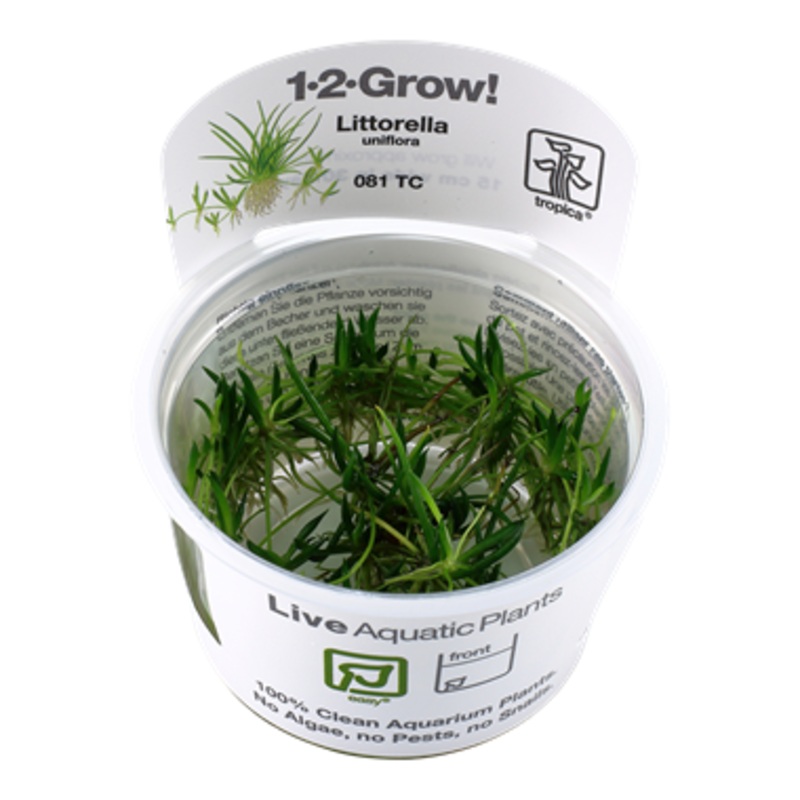 Tropica 1-2 Grow Littorella uniflora