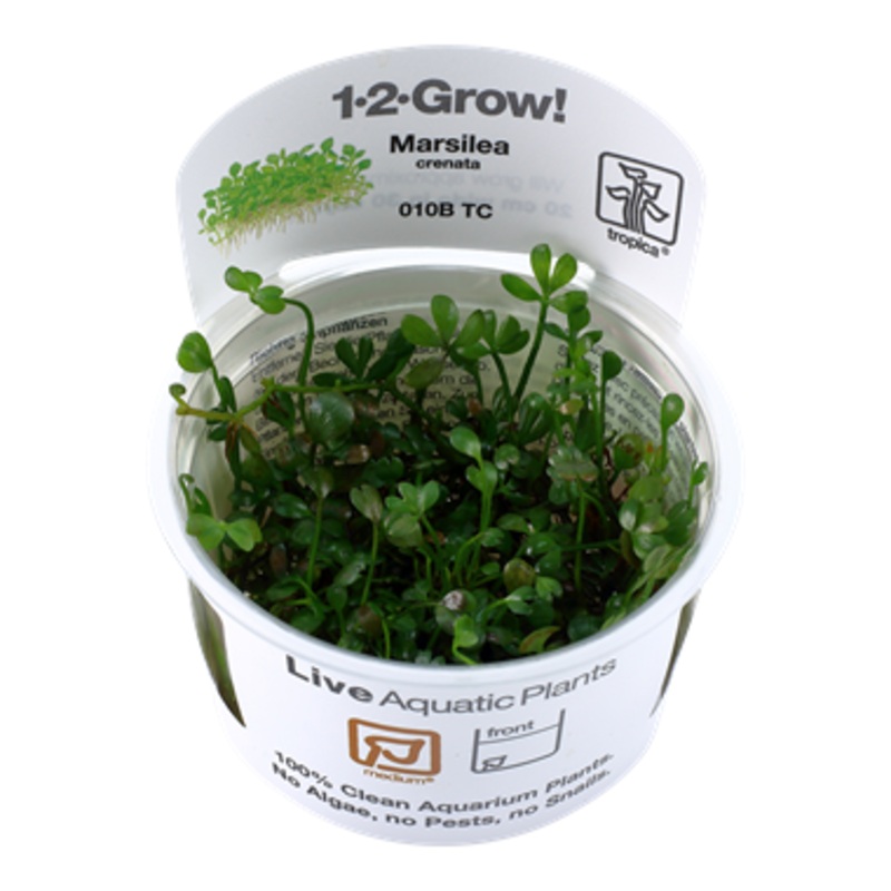 Tropica 1-2 Grow Marsilea Minuta (crenata)