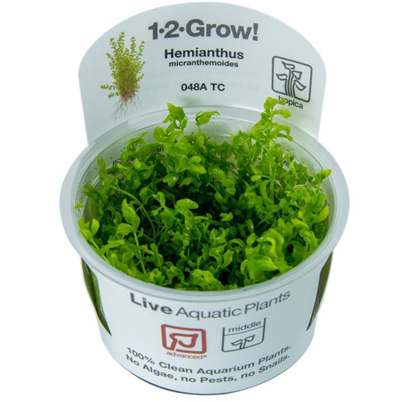 Tropica 1-2 Grow micranthemum Glomeratum (pearl weed)