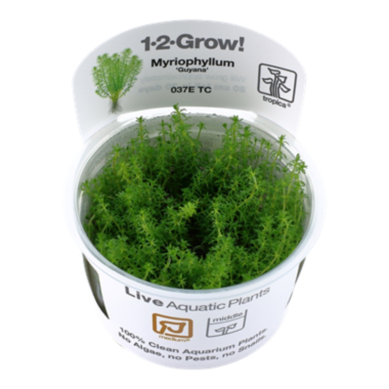Tropica 1-2 Grow Myriophyllum guyana