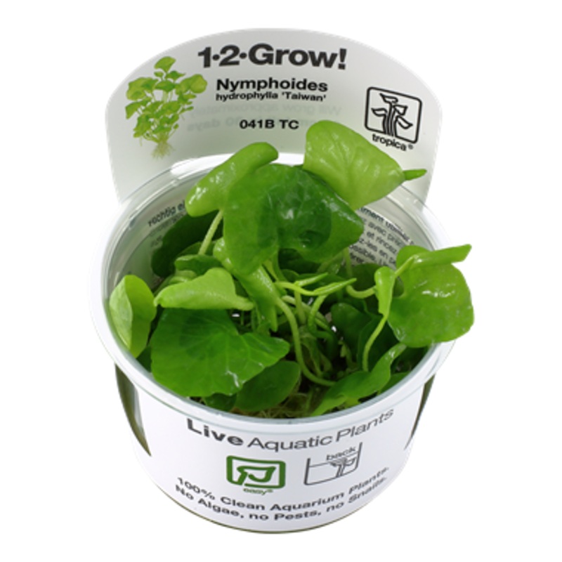 Tropica 1-2 Grow Nymphoides hydrophylla taiwan