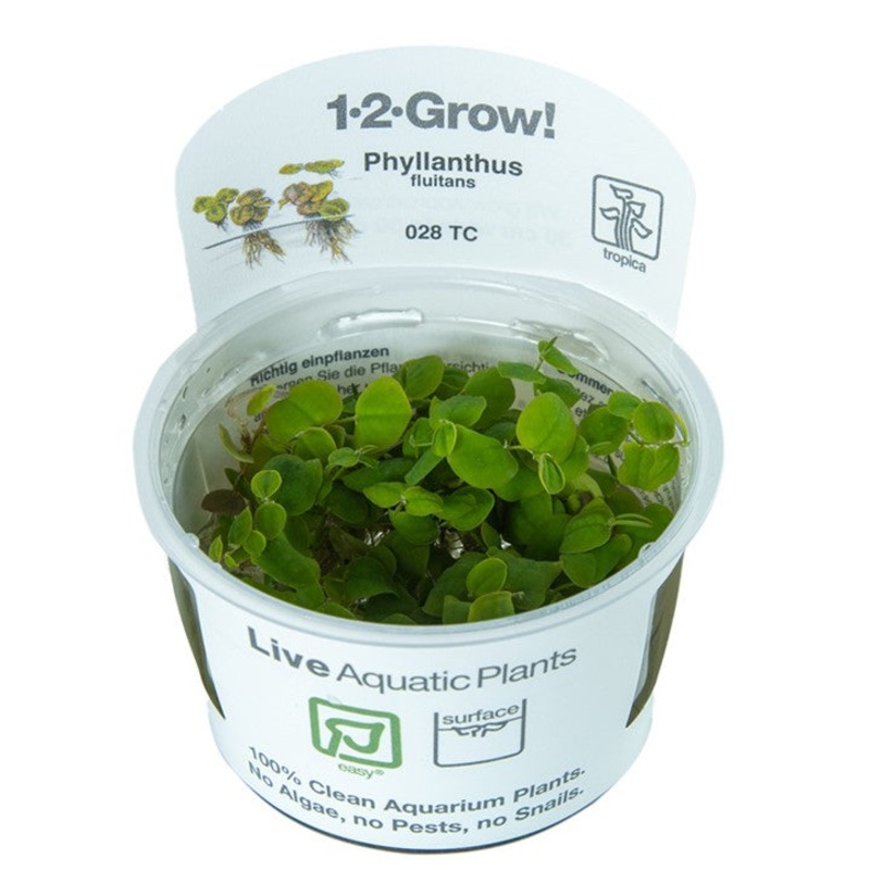 Tropica 1-2 Grow Phyllanthus fluitans (red root)