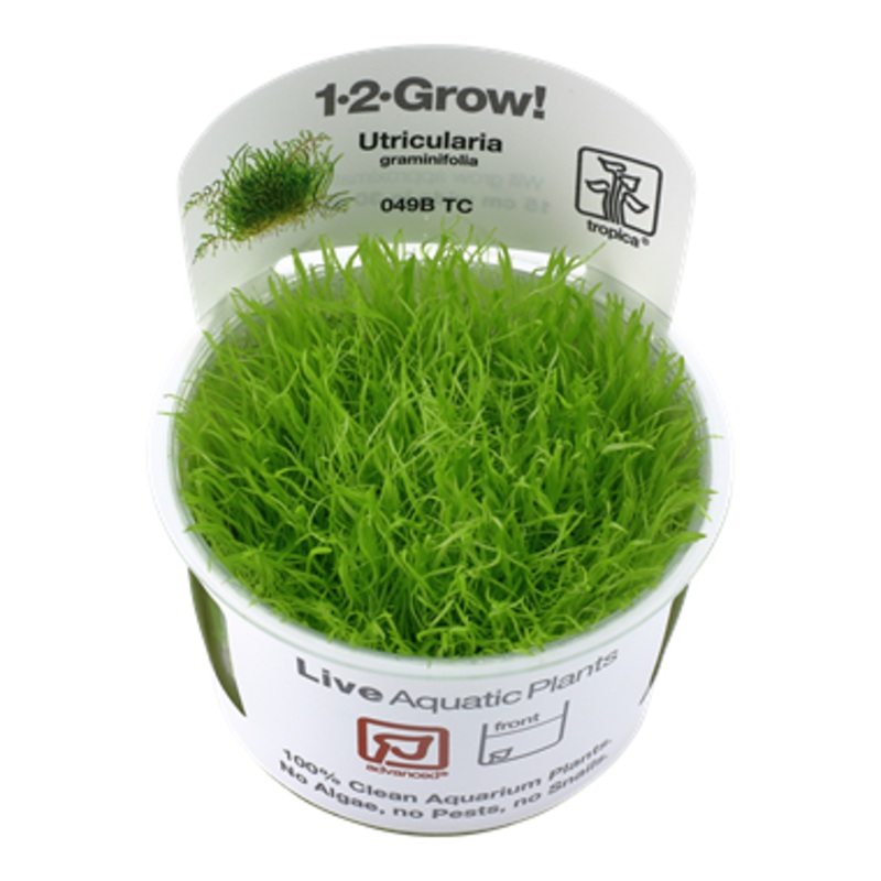 Tropica 1-2 Grow Utricularia graminifolia