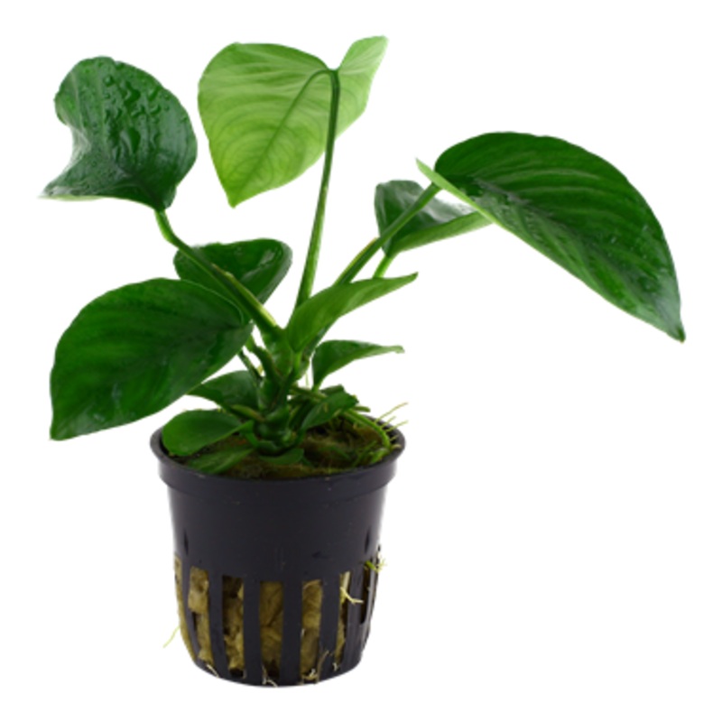 Tropica Anubias barteri caladiifolia