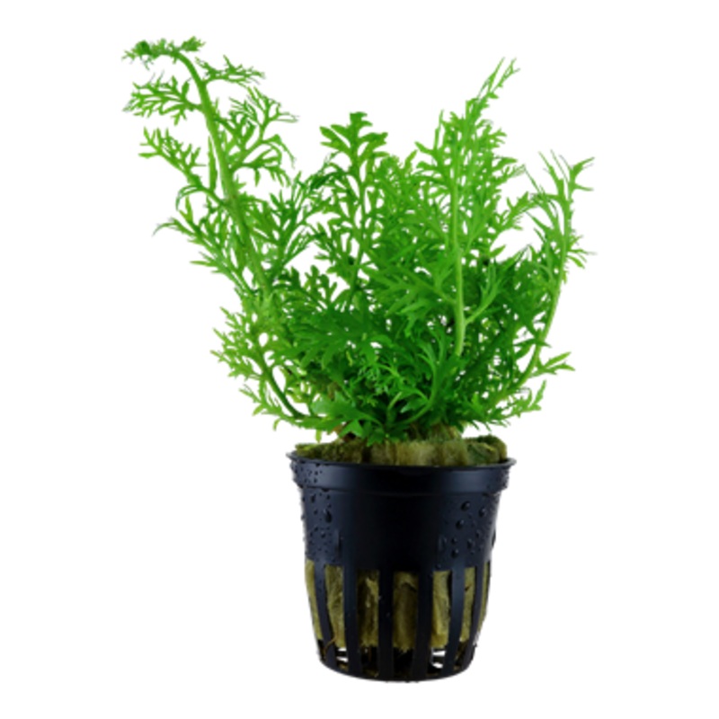 Tropica Ceratopteris thalictroides