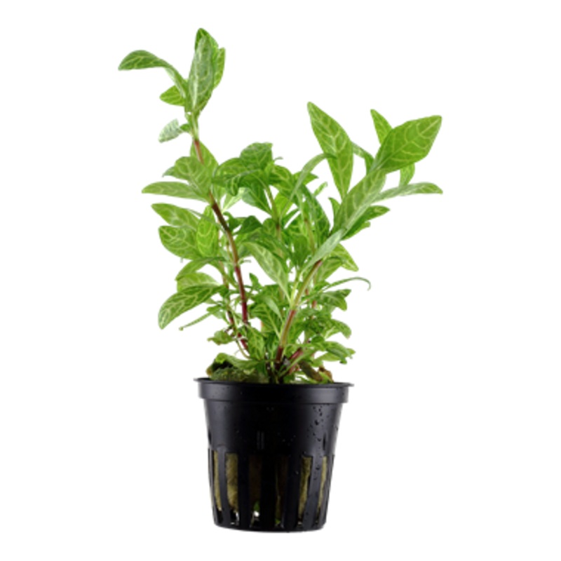 Tropica Hygrophila polysperma Rosanervig