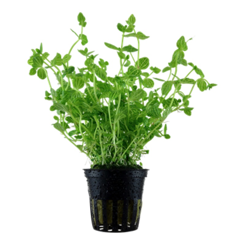 Tropica Lindernia rotundifolia