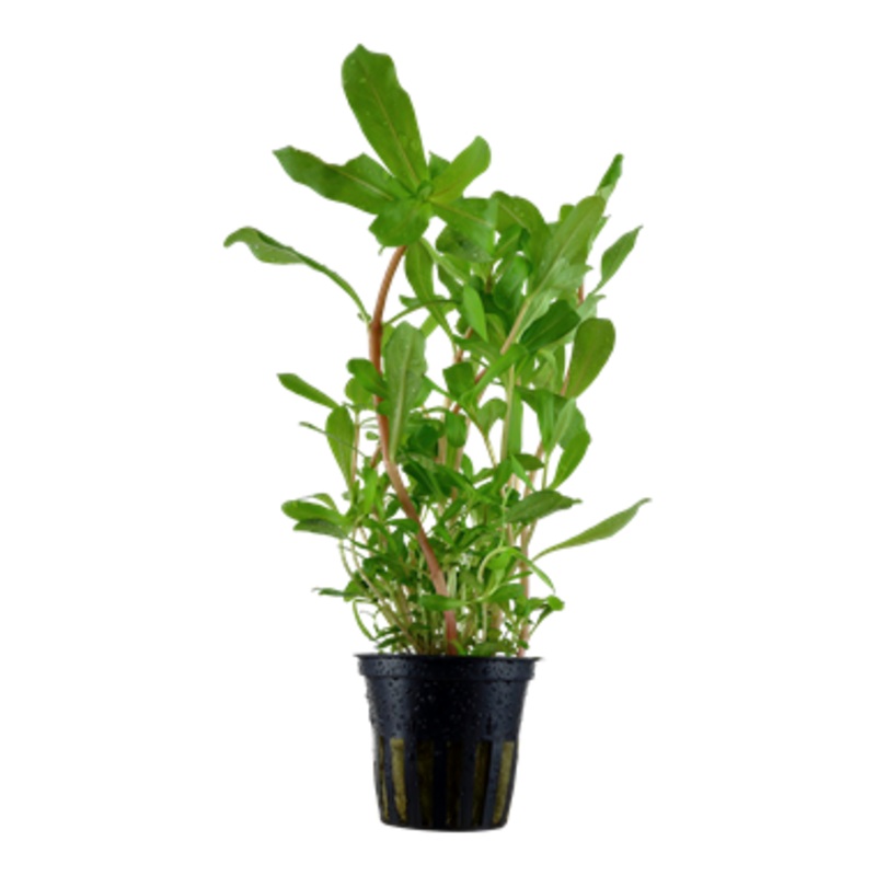 Tropica Nesaea crassicaulis