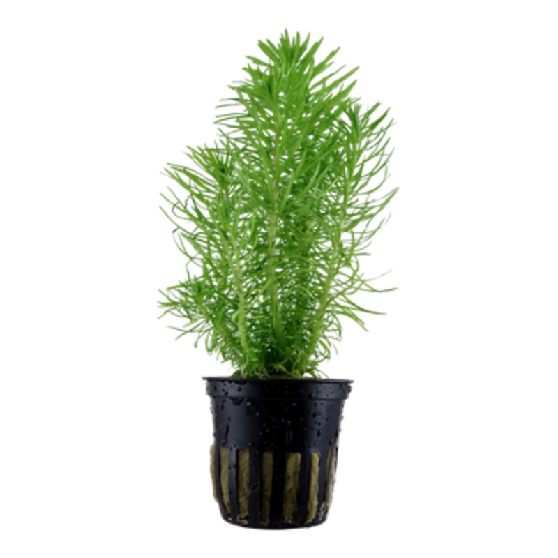 Tropica Pogostemon deccanensis