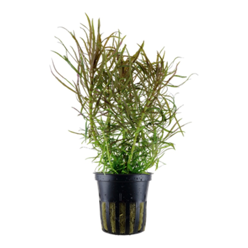 Tropica Pogostemon stellatus