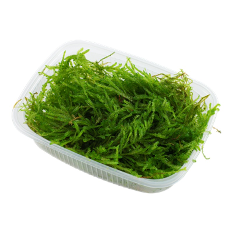 Tropica Portion Vesicularia ferriei (Weeping Moss)