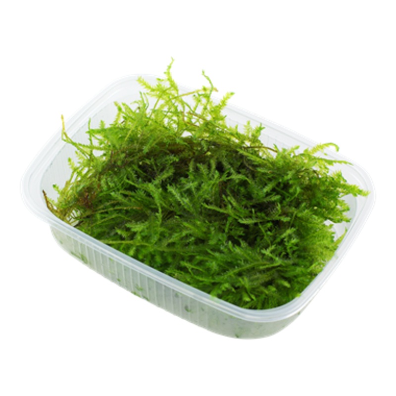 Tropica portion vesicularia montagnei (Christmas moss)
