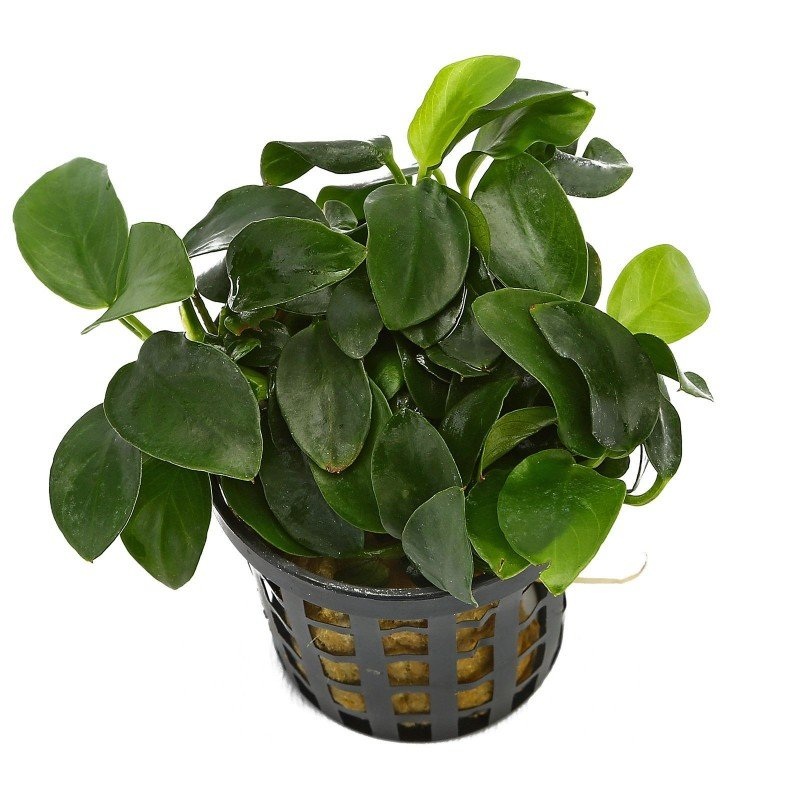 Anubias mini