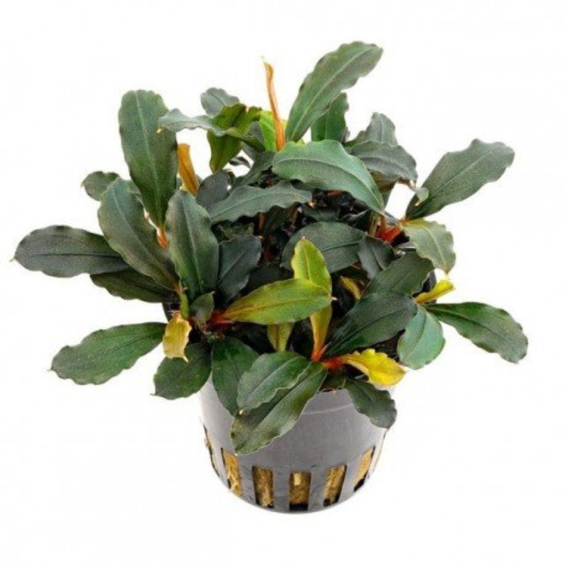 Aquafleur Bucephalandra lamandau