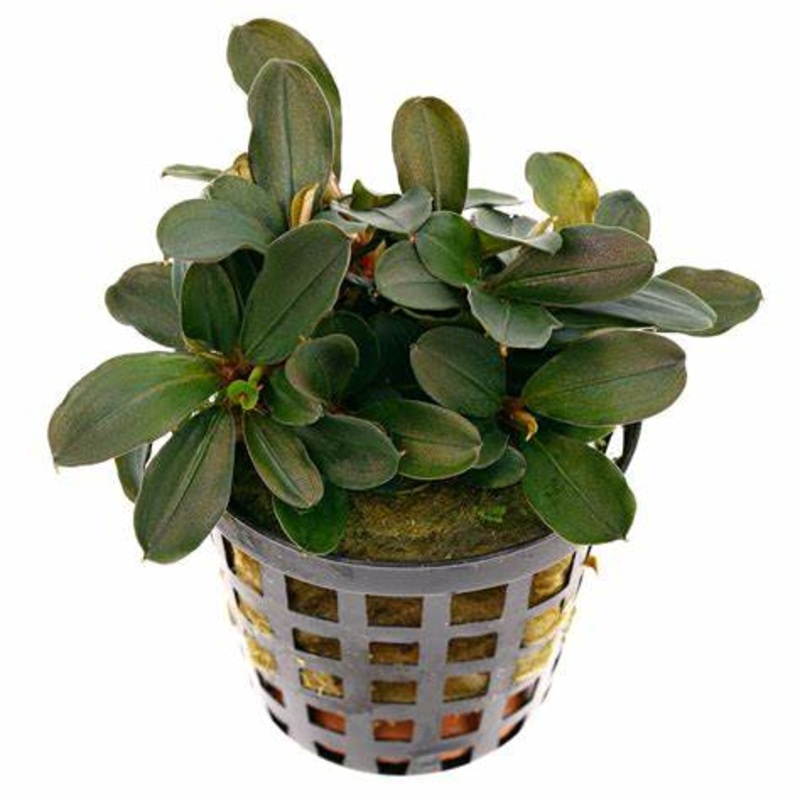 Aquafleur Bucephalandra theia