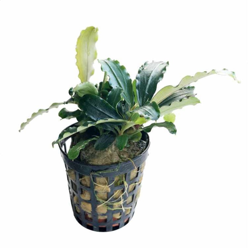 Aquafleur Bucephalandra theia green