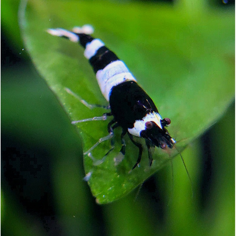 Black Panda Shrimp