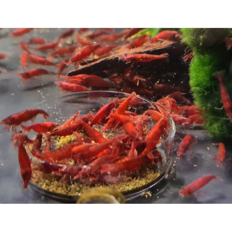 Bloody Mary Shrimp