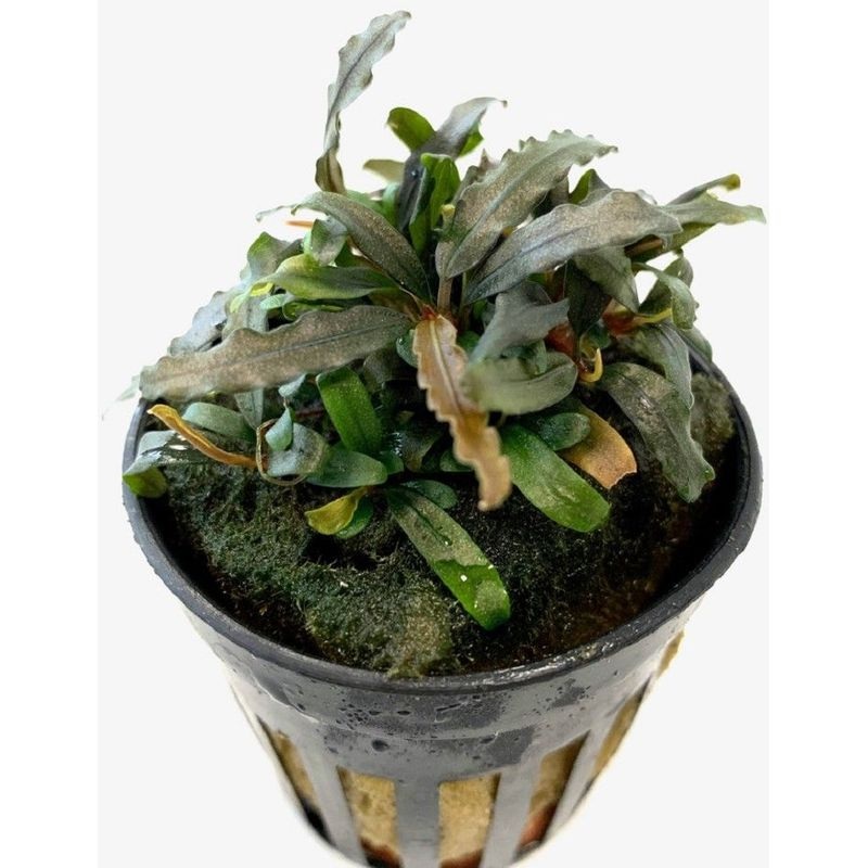 Bucephalandra Caterina